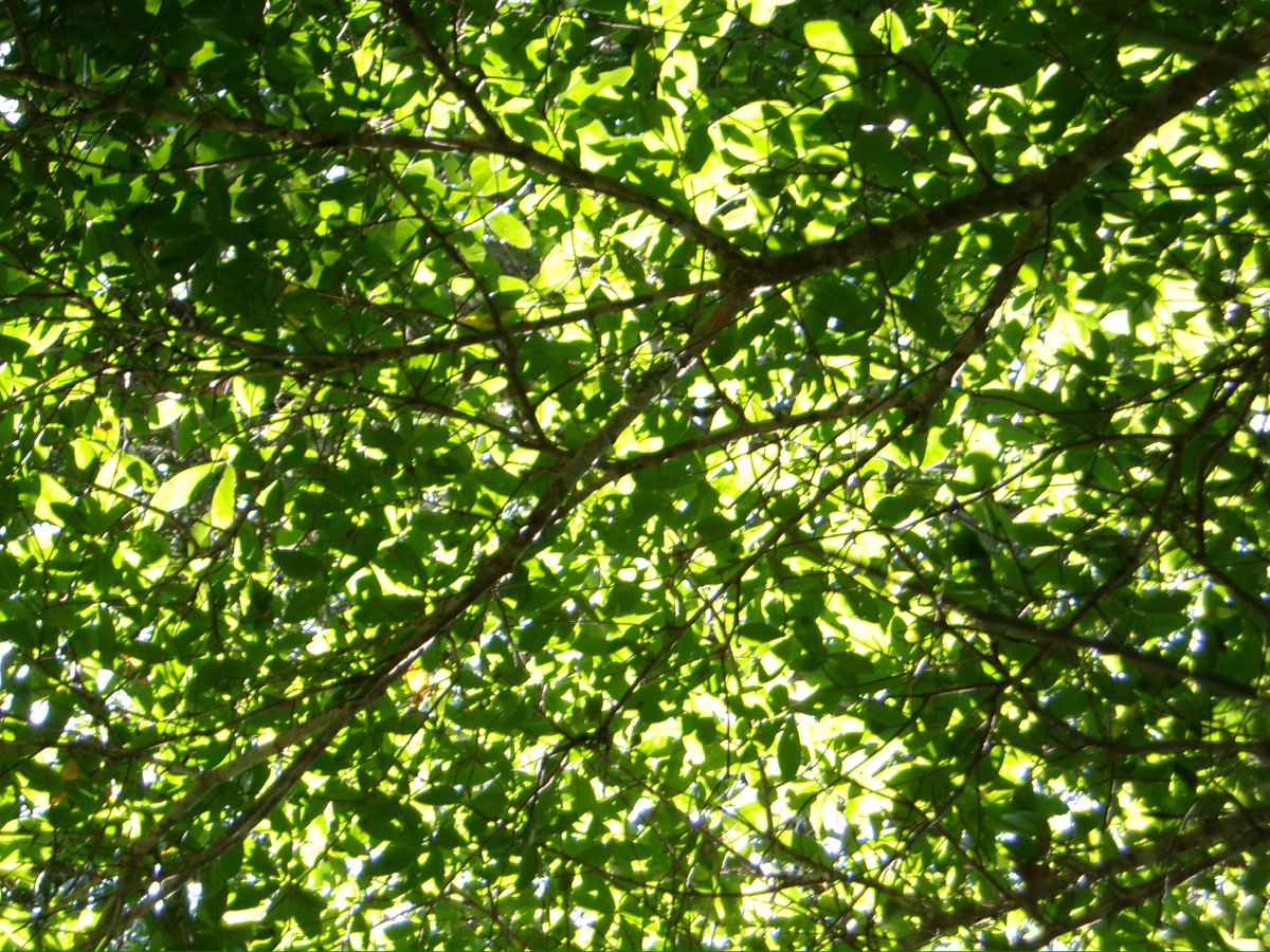 laffodiI's tweet image. in the presence of art