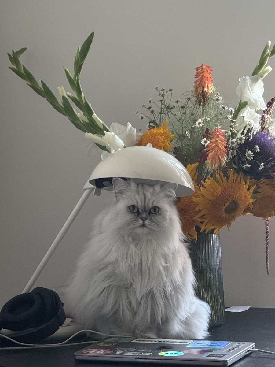 this is who runs this account 🐈