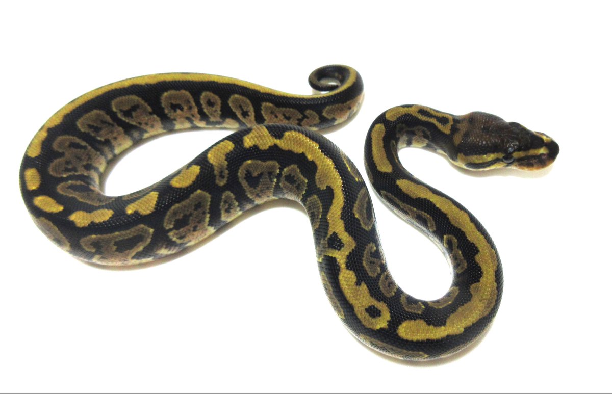 UmbrellaPython's tweet image.