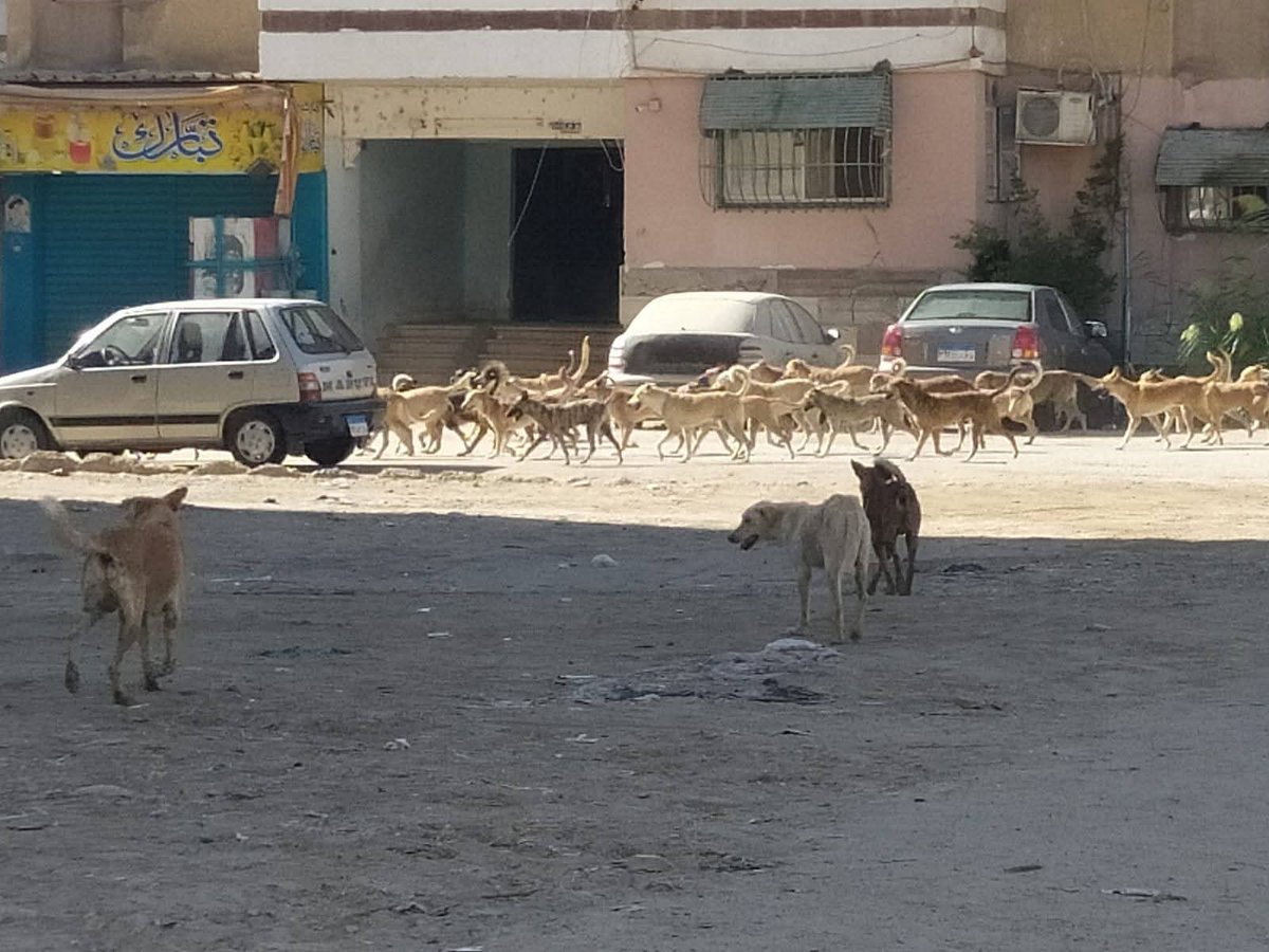 افكر كل يوم و أتعجب ، من يعيش مع من ، هل نحن اصحاب البلد ام الكلاب !؟