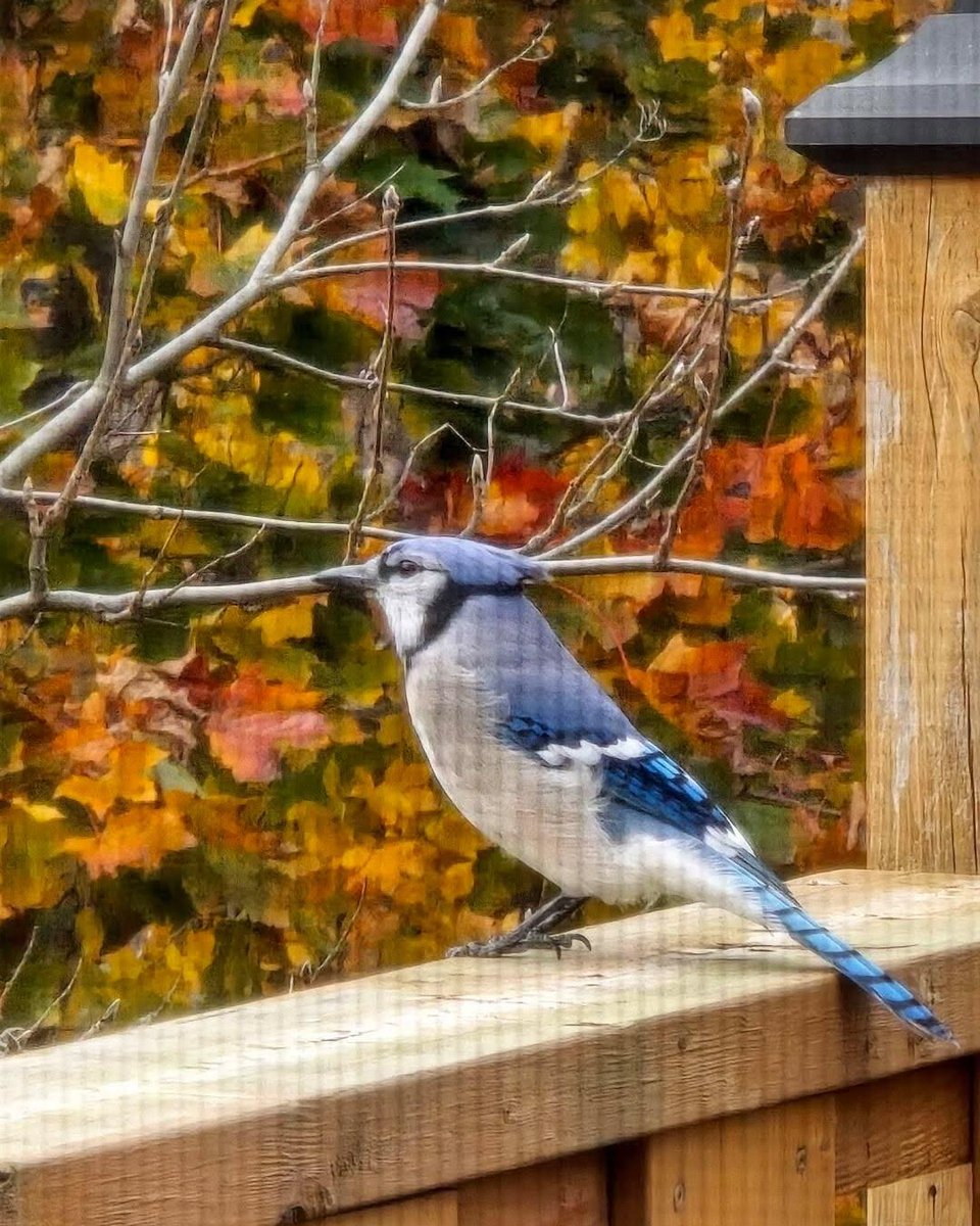 Samsung Canada tweet media