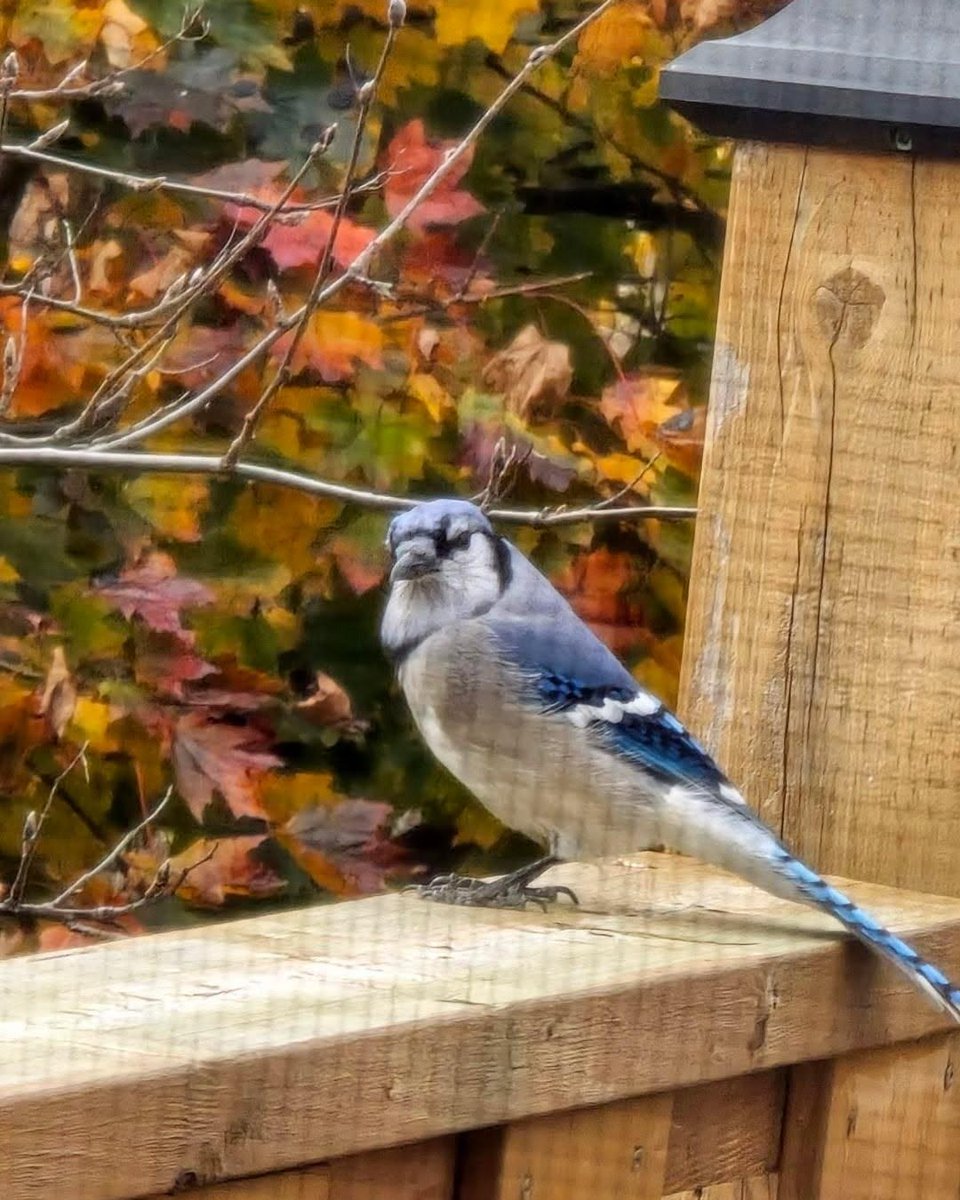 Samsung Canada tweet media