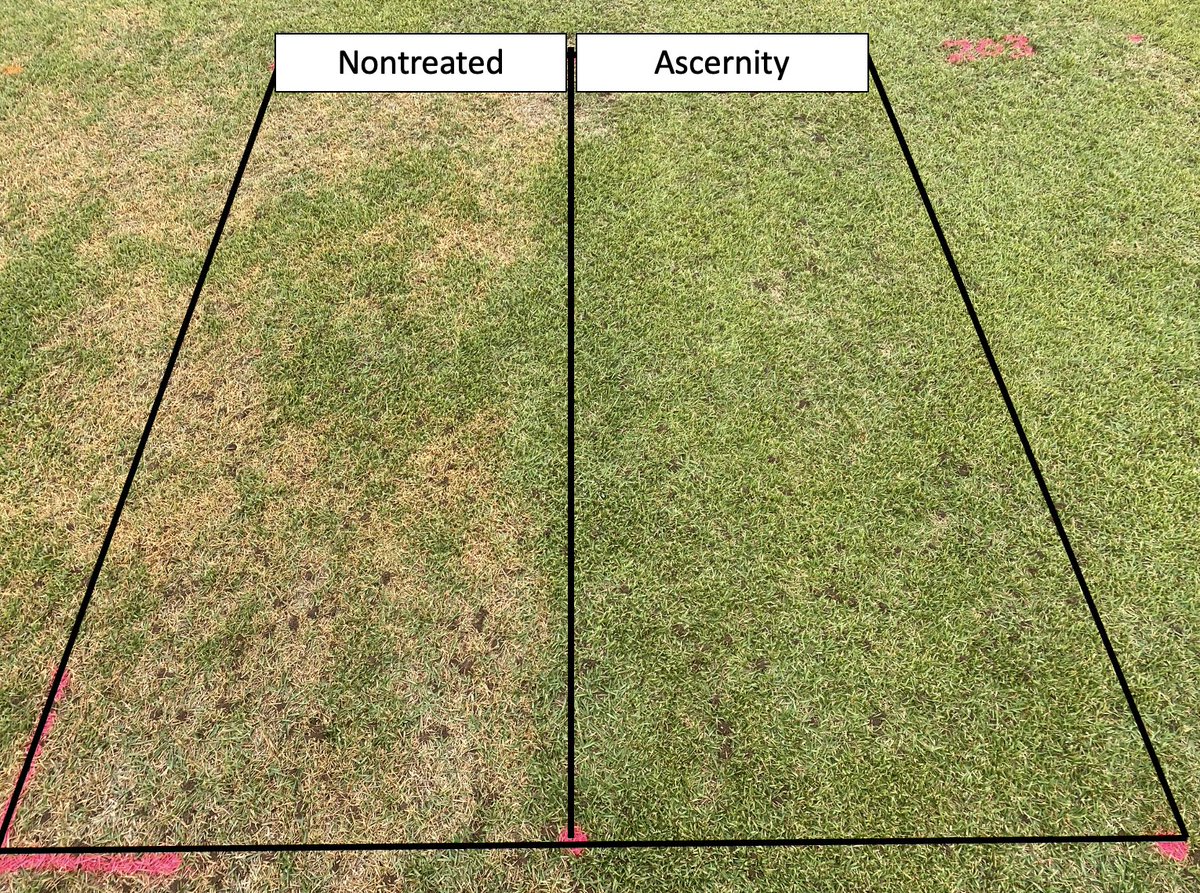 Ascernity is standing strong against large patch after the recent rainfall. <a href="/FarmerChahal/">Sharandeep Chahal</a> <a href="/ArkansasTurf/">Mike Richardson</a>