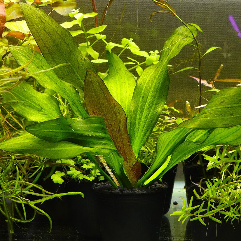 水草 Echinodorus sp. Teles Pires 水草 Echinodorus sp. Teles Pires Echinodorus sp. Teles Pires