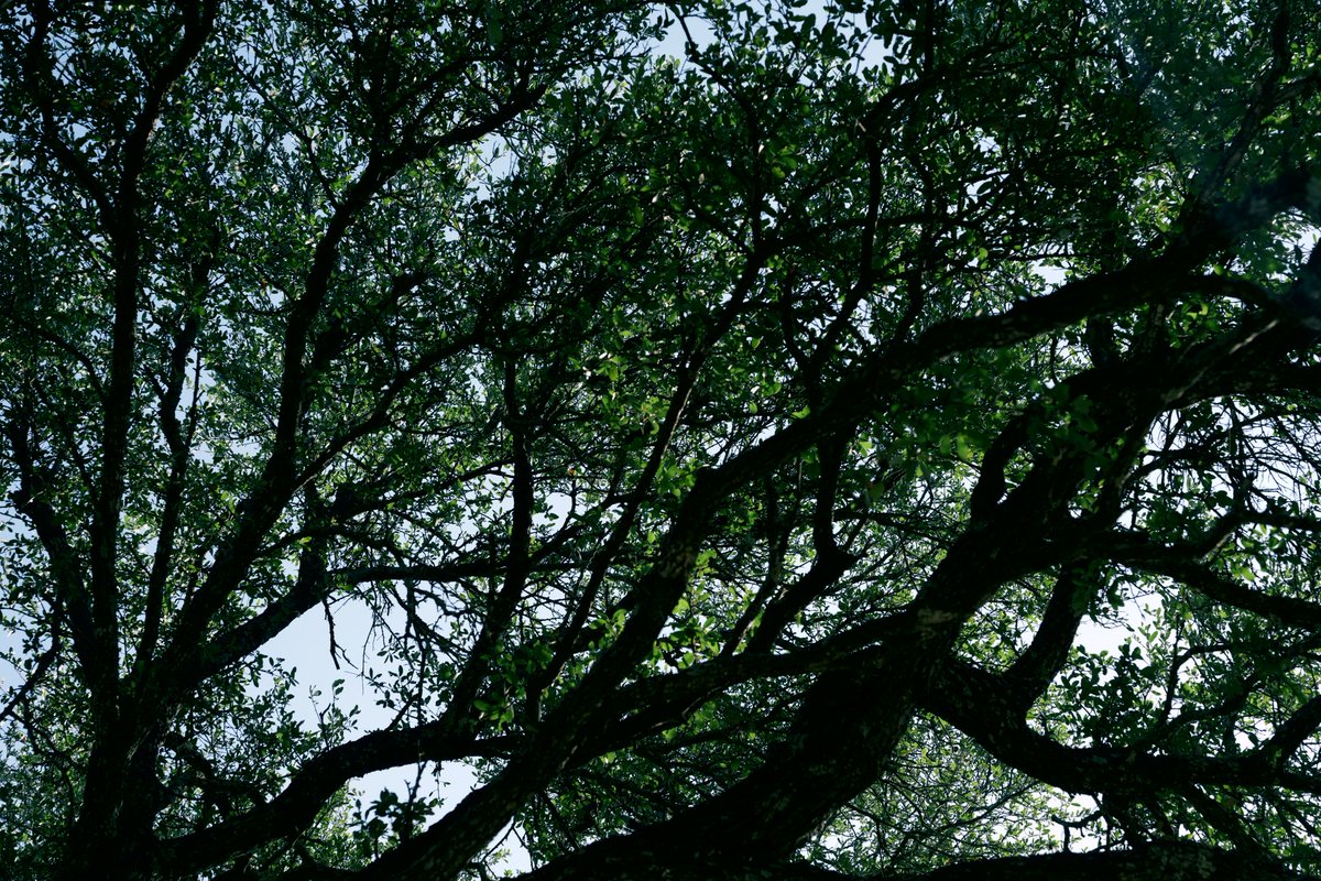 luiscencias's tweet image. 