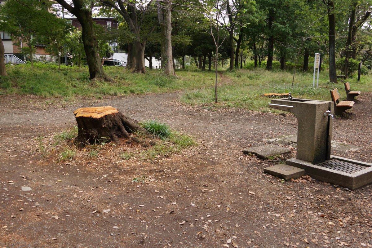 樹木　庭園樹公園樹 71eCnpsyXQL.jpg