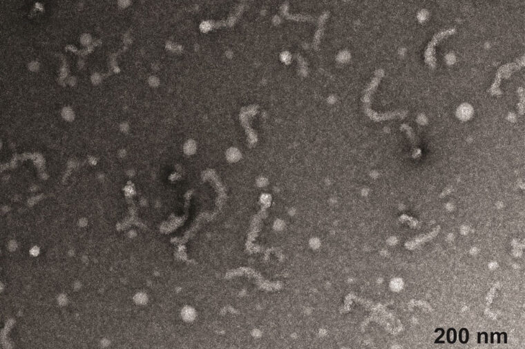 With funds from <a href="/NIH/">NIH</a>, <a href="/als_association/">ALS ASSOCIATION</a>, and <a href="/TargetALS_fdn/">Target ALS</a>, <a href="/MacySprunger/">Macy Sprunger</a> <a href="/JackrelLab/">Jackrel Lab Members</a> <a href="/washuartsci/">WashU Arts & Sciences</a> and collaborators purified and visualized Matrin-3, a major advance for studying the root causes of ALS. Findings published <a href="/MolecularCell/">Molecular Cell</a>.

bit.ly/4oAYHq3