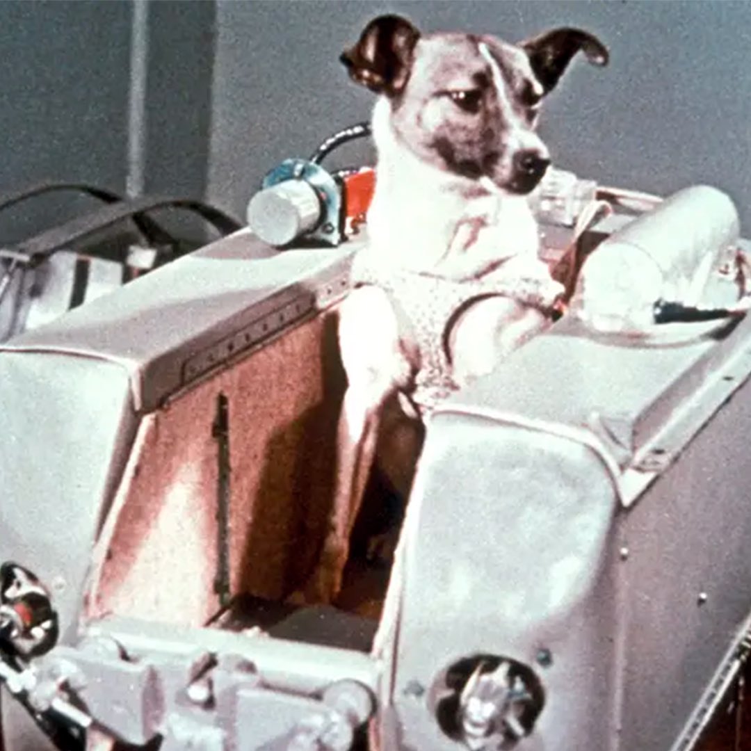 Laika was the first living creature to orbit Earth.

In October 1957 the Soviet Union launched Sputnik 1, the first satellite in space. This marked an important Soviet victory in the space race against the United States. The Soviet Union was set on quickly achieving another