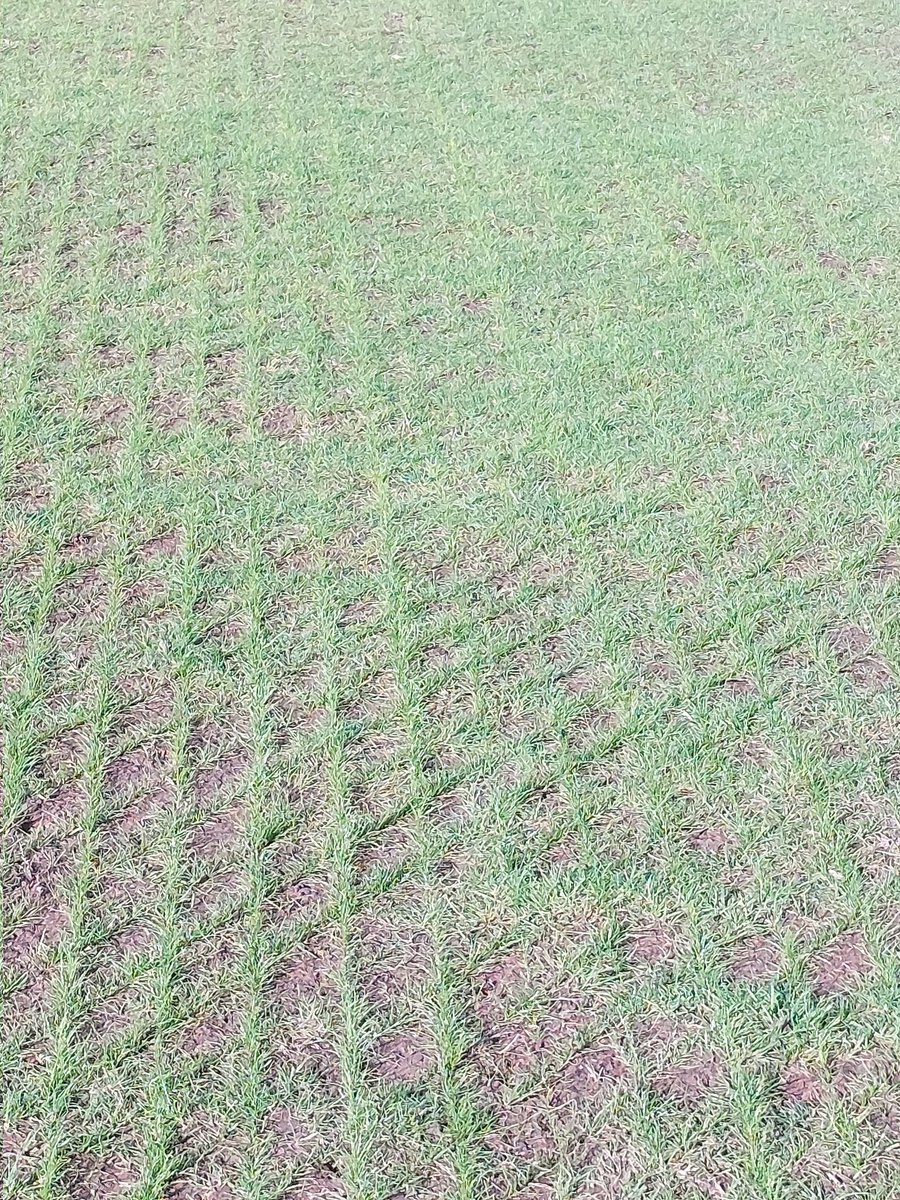Despite the recent cold snap, germination has been outstanding.  Rapid, even establishment across the fairways at Isle of Purbeck.
ProSeed 365 proving once again why it’s the go-to choice for dependable cool-season performance.
#TurfCare3PA #ProSeed365 #ColdWeatherGermination