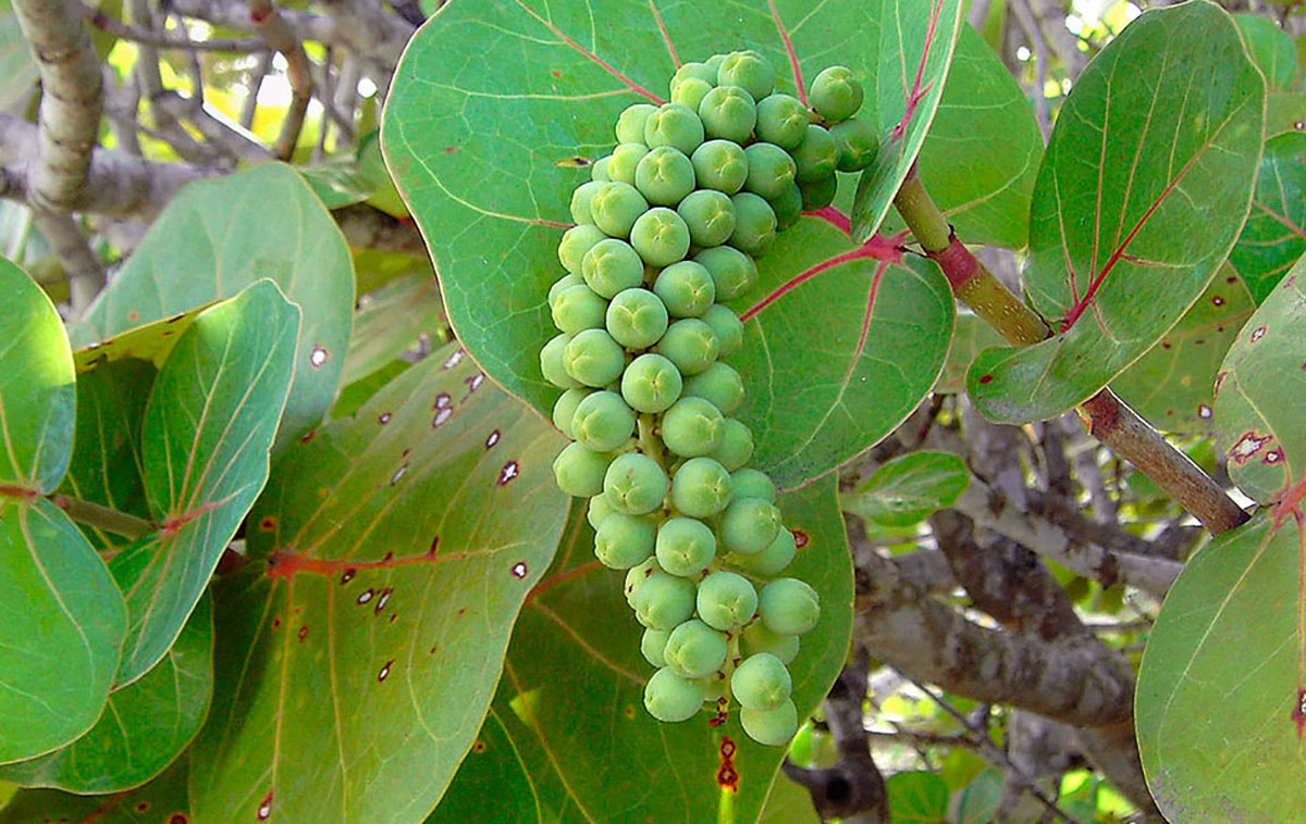 <a href="/LasCanteras/">Mi playa de Las Canteras 🏊🏻‍♀️🦈</a> Los de Limpieza se pondrán contentísimos cuando los frutos caigan y dejen el suelo empegostado y lleno de bichos.