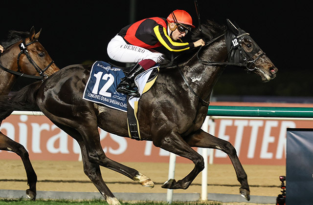 競馬 シャフリヤール クロス ジャケット 競馬 シャフリヤール クロス