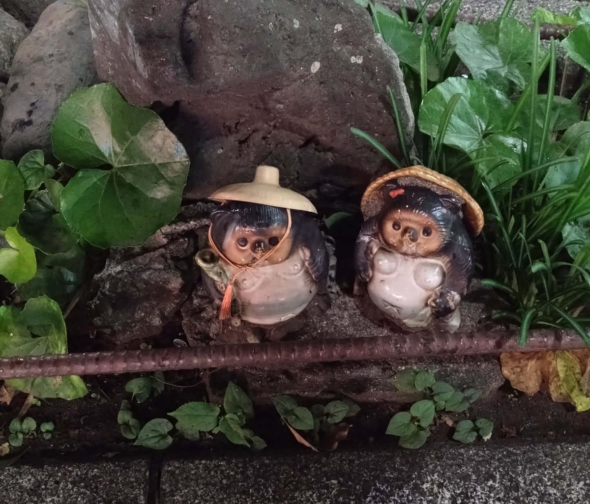 たぬき② たぬき on X