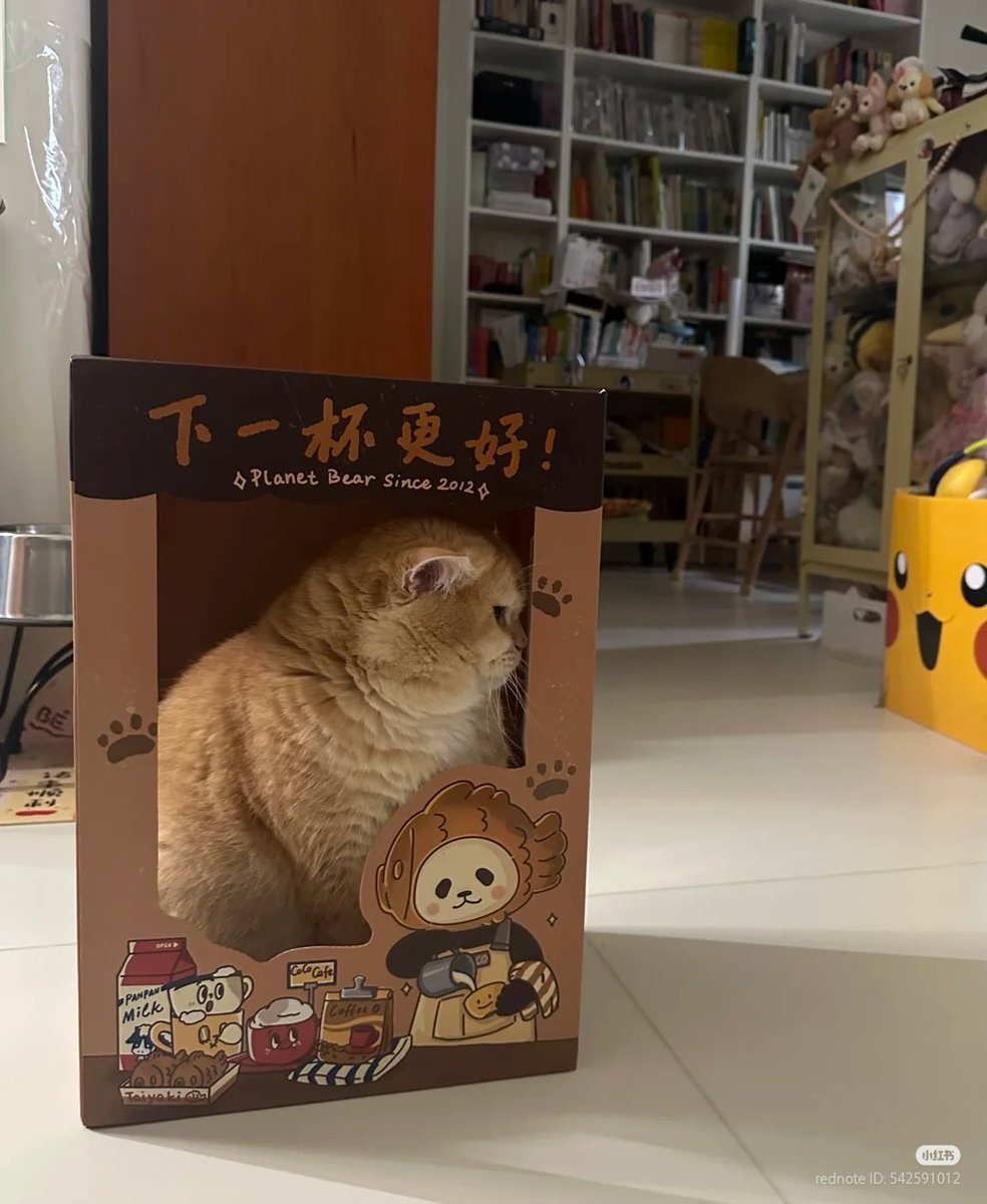 No Context Cats tweet media