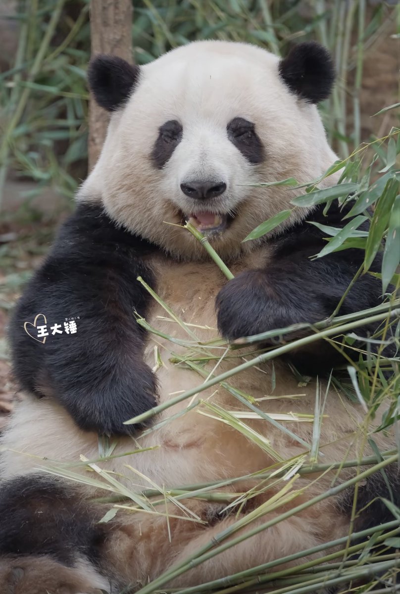 pandaos's tweet photo. A little girl with a smile.🍭

#Huahua 🌸👼🧚‍♀️ #花花小时候 🐼♥️ https://t.co/jJSjAQSwPK