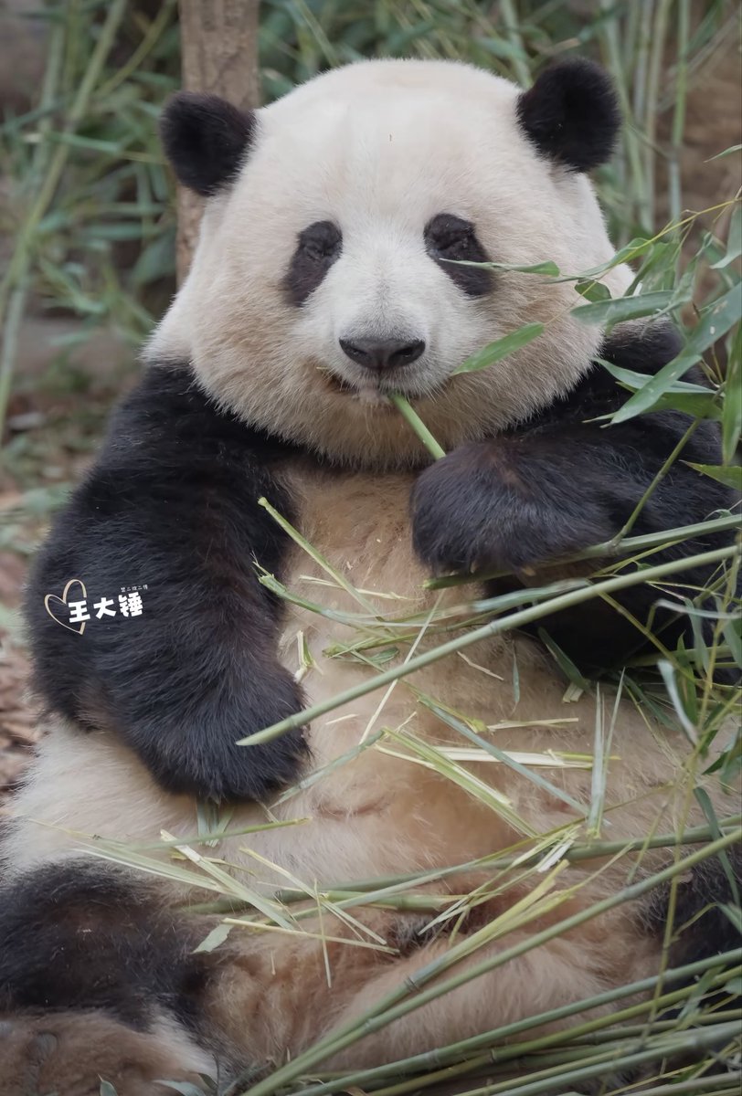 pandaos's tweet photo. A little girl with a smile.🍭

#Huahua 🌸👼🧚‍♀️ #花花小时候 🐼♥️ https://t.co/jJSjAQSwPK