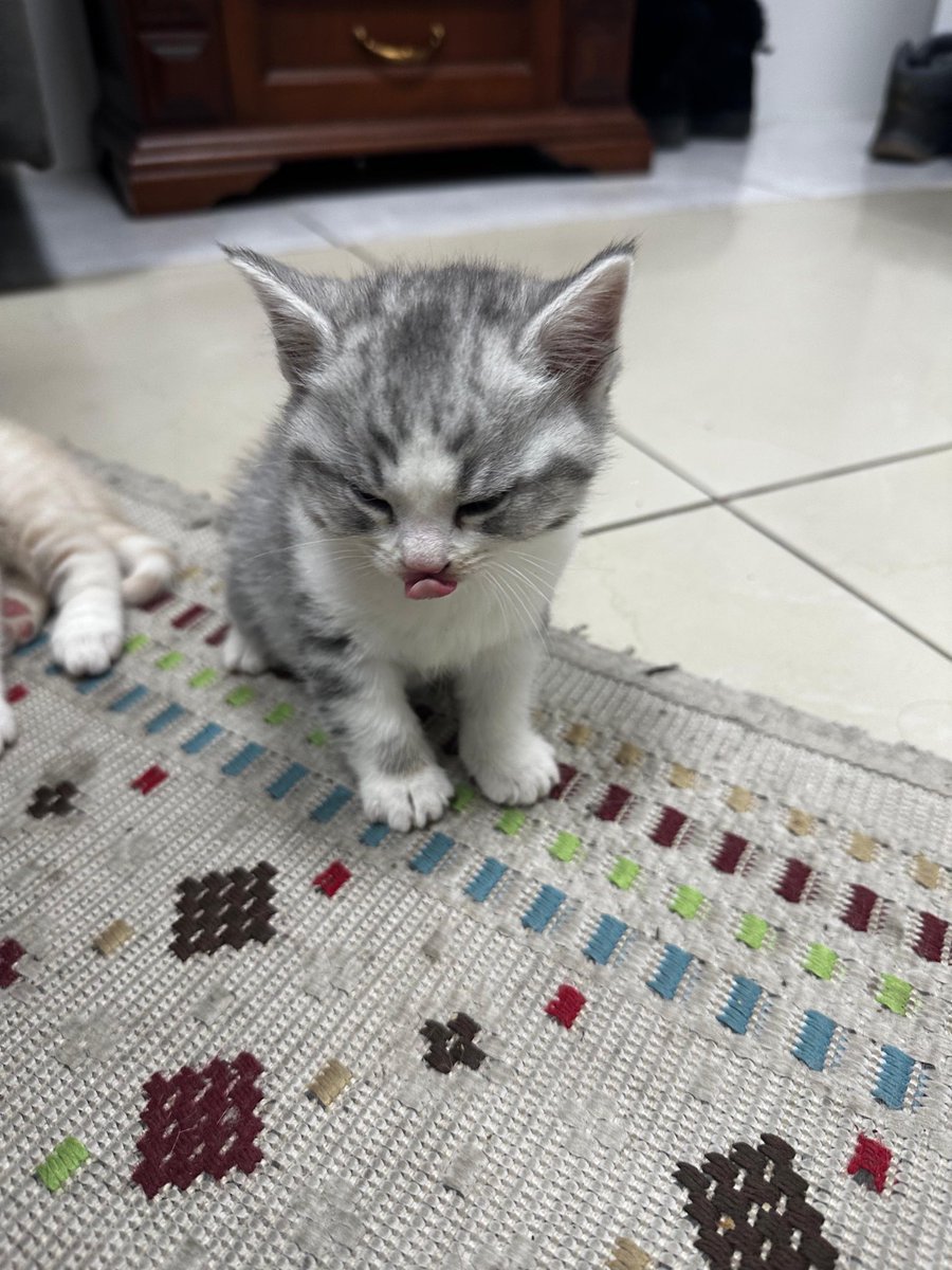 ACİL YUVA ARIYOR
Alan kişi alerjisi çıktığı için geri getirmiş😒 
Minik bebek ailesini arıyor🥹
Erkek
İstanbul
Çekmeköy