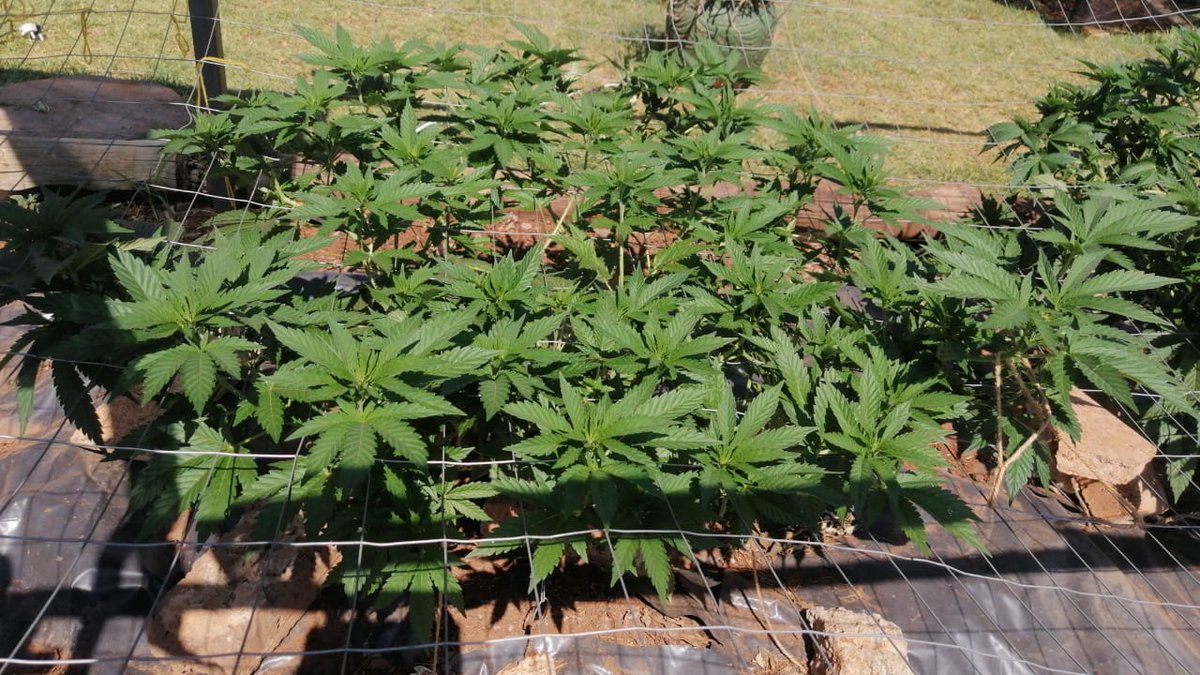 Cannabis_Club_7's tweet photo. Dirty laundry 6 months #homegrown #growathome #CannabisCommunity #cannibis #cannabisculture https://t.co/VY2sLJaz8U