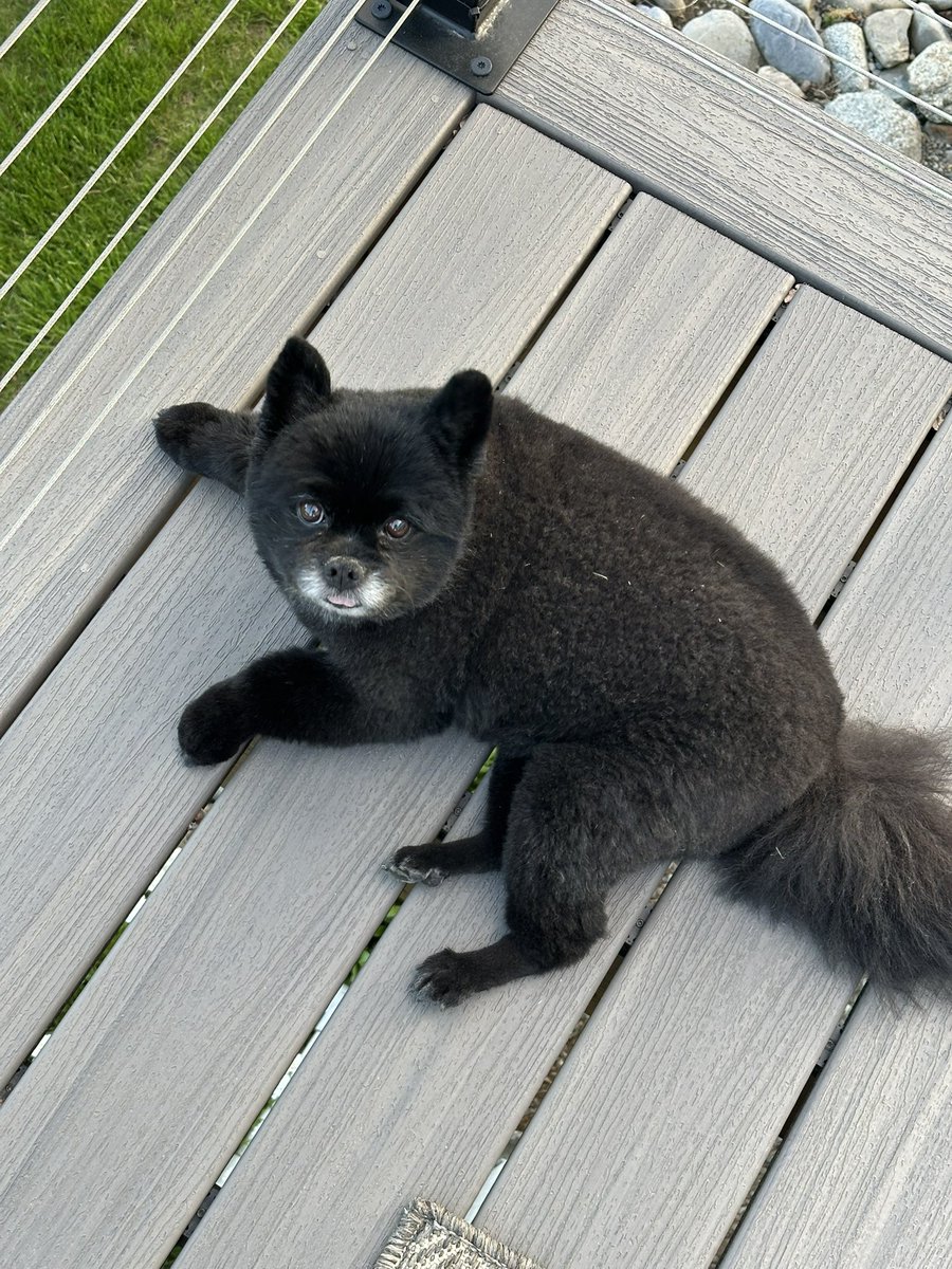 rgardjr's tweet image. #PullmanBCT
Go Cougs!