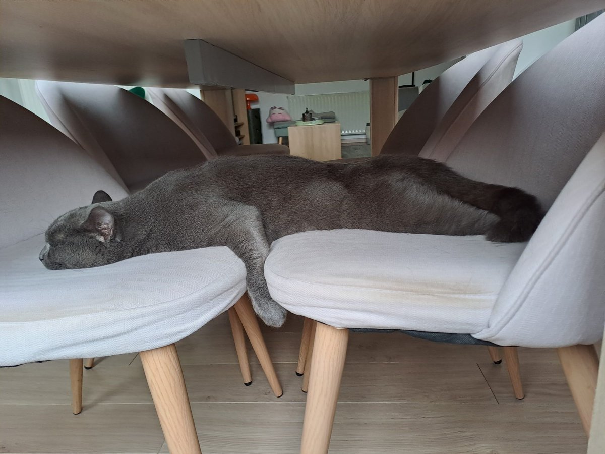 vicsuzie's tweet image. Les popains on vous présente Palpatoune que c'est un potichat de la Belgie qu'il a chadopté des amis de l'humaine. Et comvoici Palpatoune a le grand style pour faire le rompich :