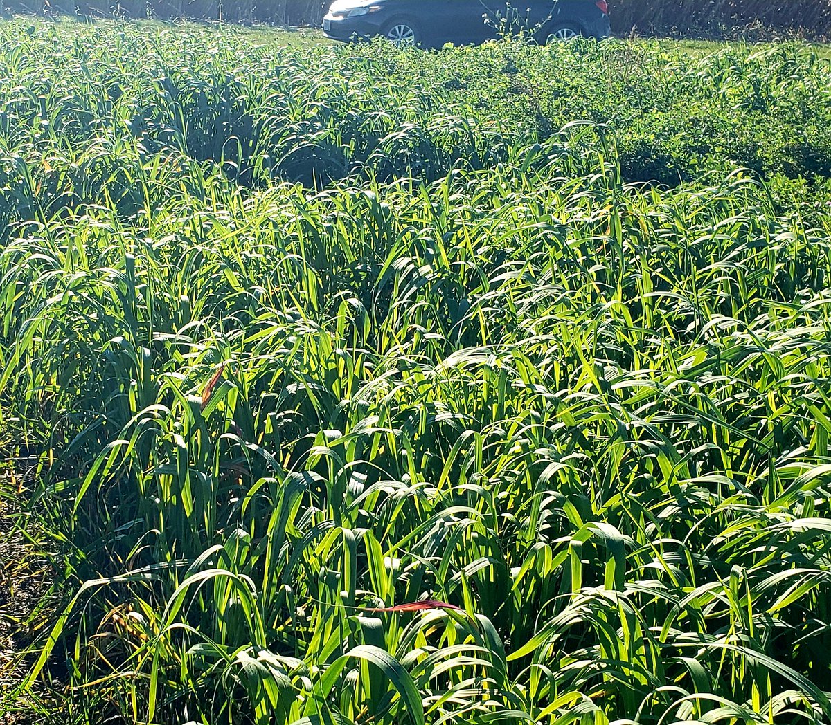 Touring my massive long-term cover crop trial <a href="/RidgetownCampus/">Ridgetown Campus</a> this morning.  The plots with 50 lbs N/ac at cover crop seeding after wheat have been producing approx 2x more biomass than no N applied over the years.  This year no different.  Photo shows oat cc (N applied in the