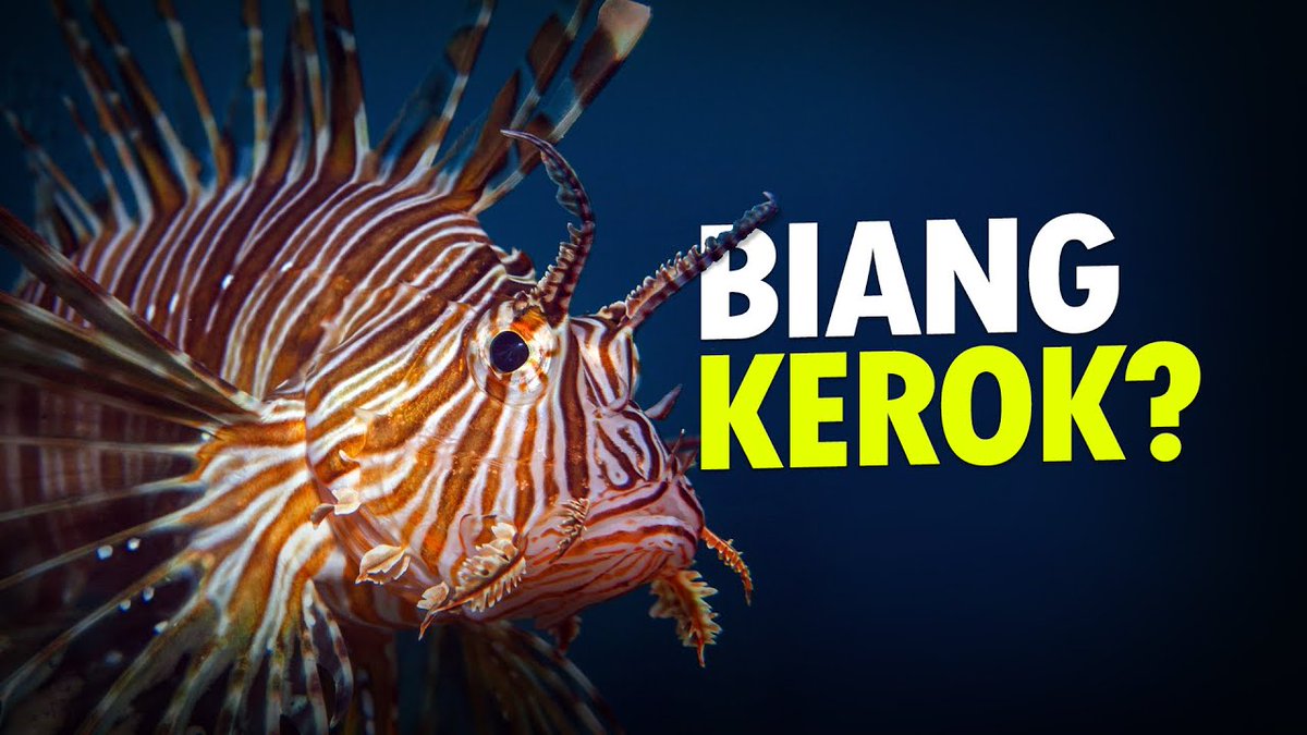 Dalam video terbaru kita membahas ikan yang secara teknis bisa dibilang "anak daerah", tapi begitu merantau ke negara yang berbeda, anak daerah ini malah bikin masalah. youtu.be/obn4RoMgbNk?si…