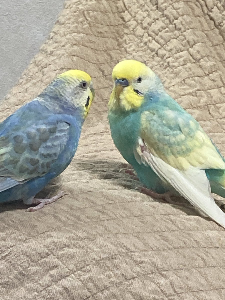 ちーどん（ふっかちゃん命名ふかどん） on X