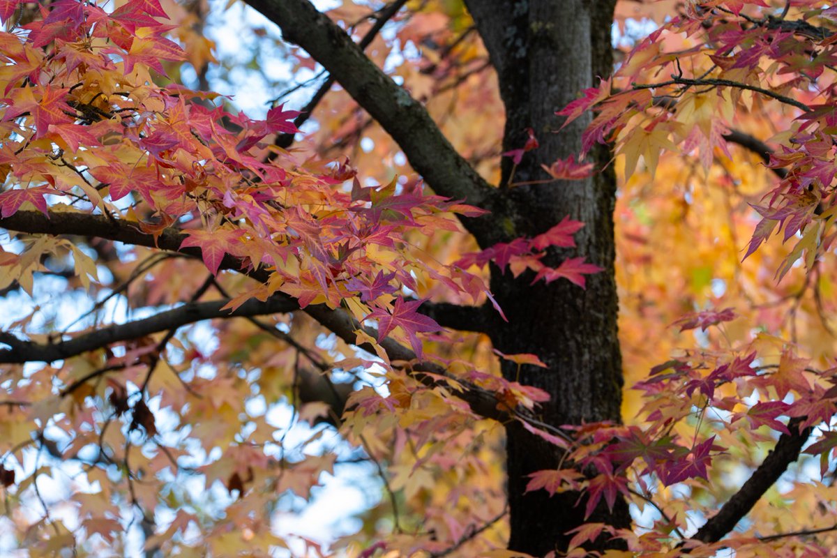Jardin du Luxembourg tweet media