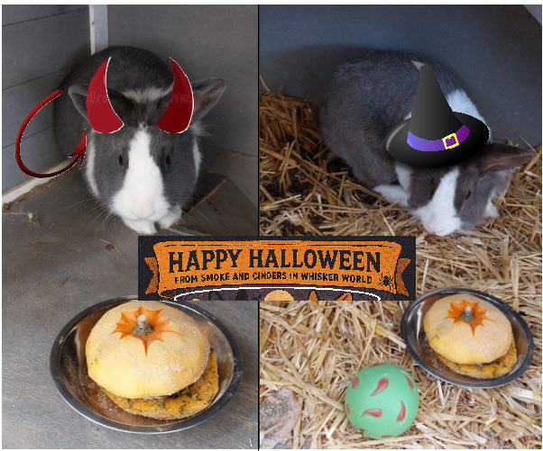 Happy Halloween from our Therapy Dogs and Rabbits!