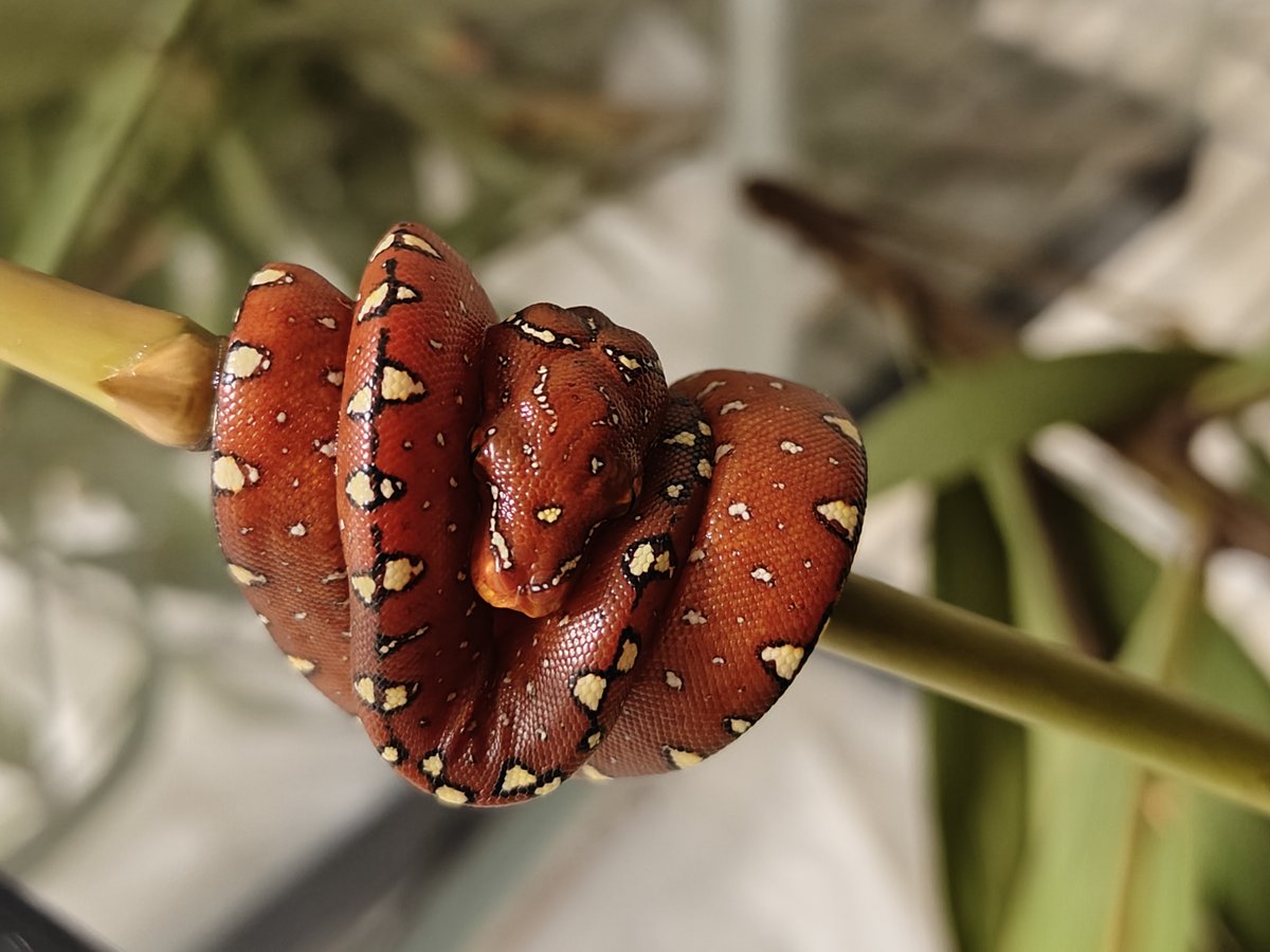 LAZoo's tweet photo. See juvenile rough-scale and green tree pythons at the Care & Conservation Room in the LAIR! Grab your tickets today: https://t.co/iloM7vMqPp 🐍
📸: Byron W.
#SavingWildlife #LAZoo #Zoo https://t.co/HubeTj7qX8