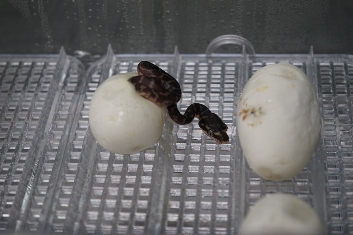 LAZoo's tweet photo. See juvenile rough-scale and green tree pythons at the Care & Conservation Room in the LAIR! Grab your tickets today: https://t.co/iloM7vMqPp 🐍
📸: Byron W.
#SavingWildlife #LAZoo #Zoo https://t.co/HubeTj7qX8