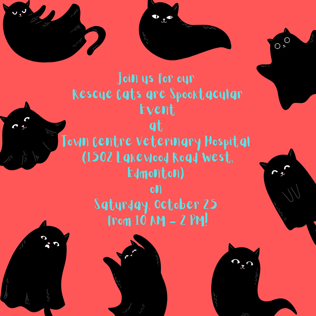 SAFEteamrescue's tweet photo. We have TWO fun events happening TOMORROW Caturday, October 25!

Our Halloween themed BOTTLE DRIVE and BAKE SALE is happening at our shelter (4610 97 Street NW, Edmonton) from 10 AM - 1 PM!

Please drop by with your empties tomorrow - no amount is too small, every bottle counts https://t.co/7bUGiWcRRW