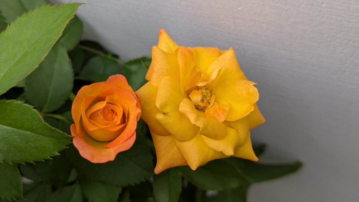 Happy #FlowersOnFriday! 
Show us yours! ❤️🌿

#flowers