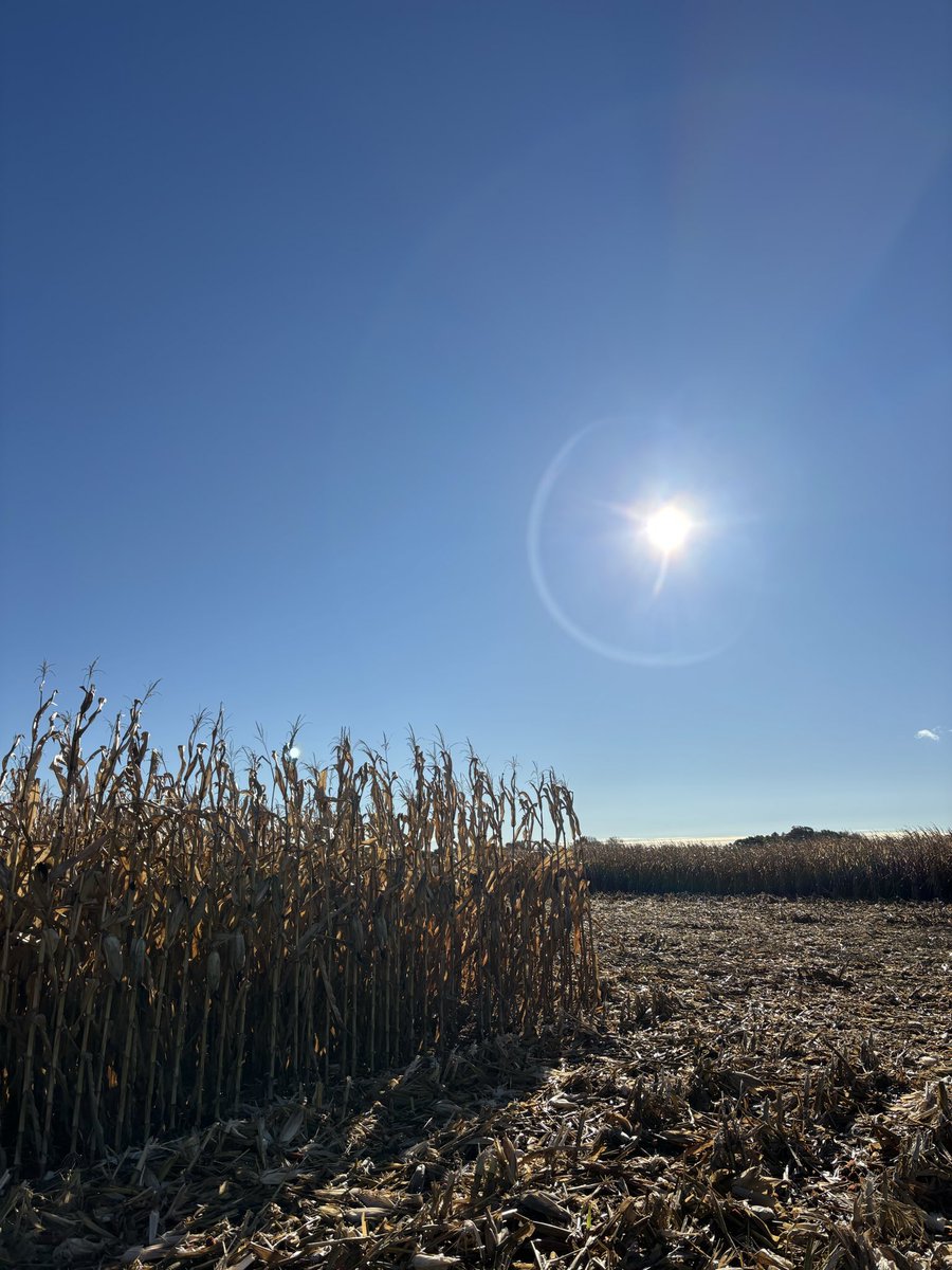 What a beautiful morning to kick off #ReachFor300🌽 plot harvest! #ontag