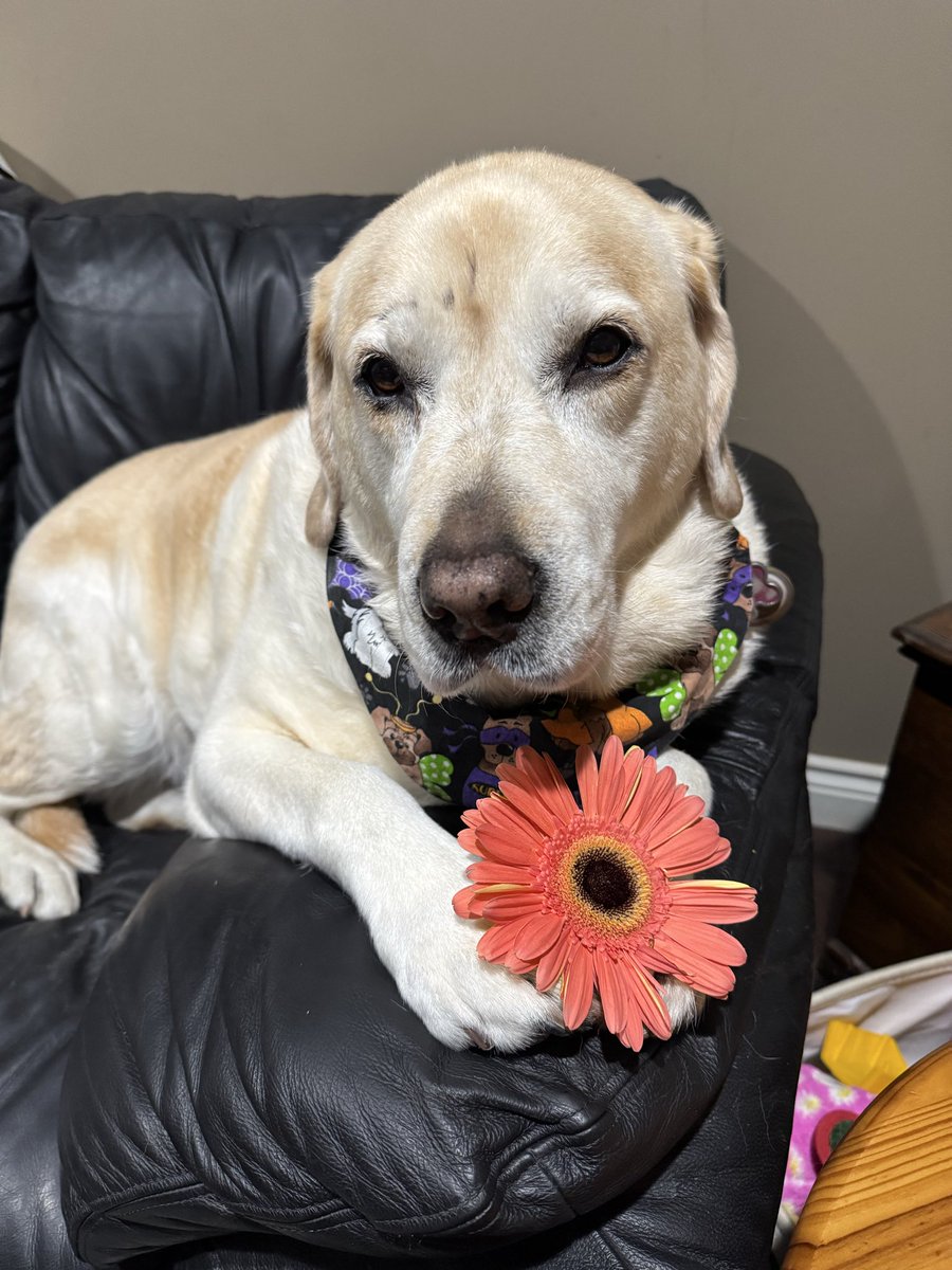 Happy Floof Head Friday friends 🌼. Hope you all have a great day 🥰.
#dogsoftwitter 
#dogsofX 
#FloofHeadClub 
#FloofHeadsforCleo