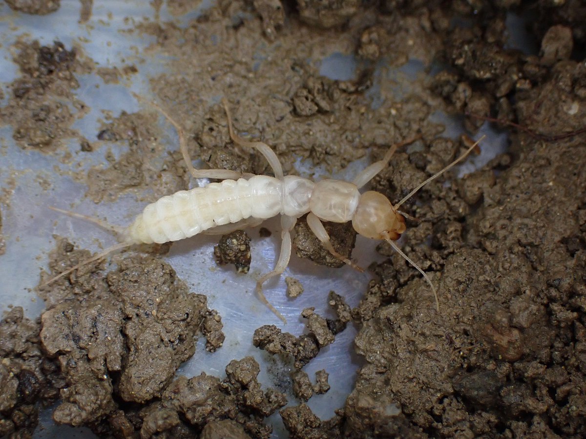 カモノハシ太郎です カモノハシ