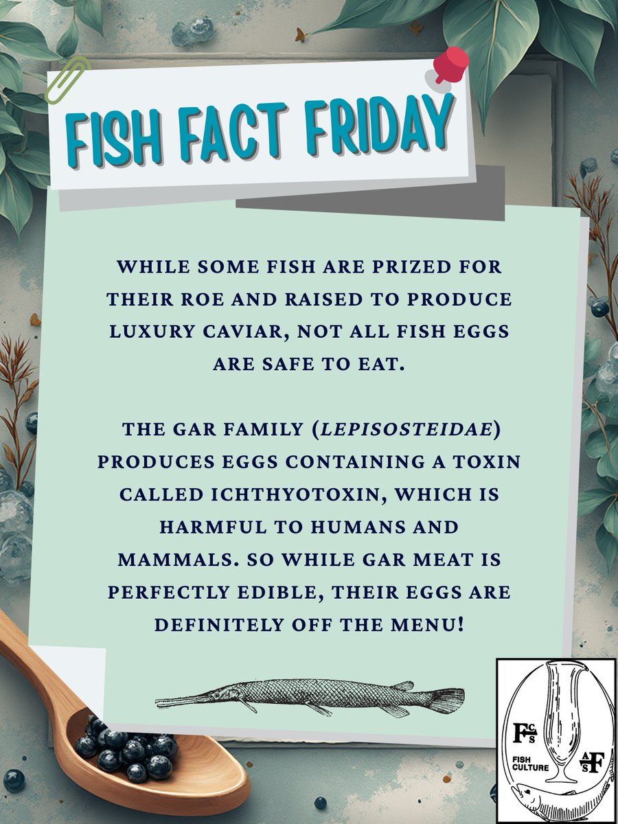 FishAfs48870's tweet photo. While their meat is tasty and safe, their roe contains ichthyotoxin, a natural poison that keeps predators (including us) away. Nature’s way of saying, “hands off my eggs!” 

#FishFactFriday #Gar #Ichthyotoxin #Aquaculture #FishCulture #FisheriesScience #FreshwaterFish https://t.co/HIpvmIYjh6