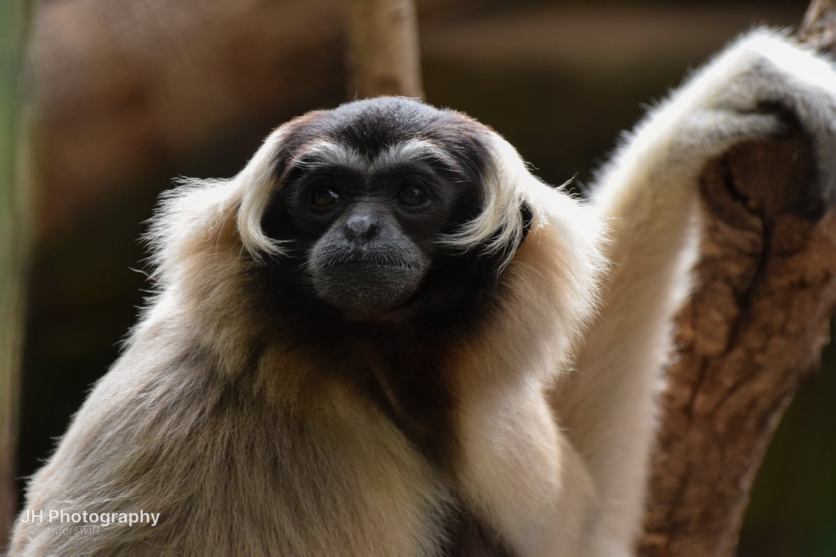 wunderswift's tweet photo. Aiko and her babies for gibbon day <3 https://t.co/LJuL1yLDA5