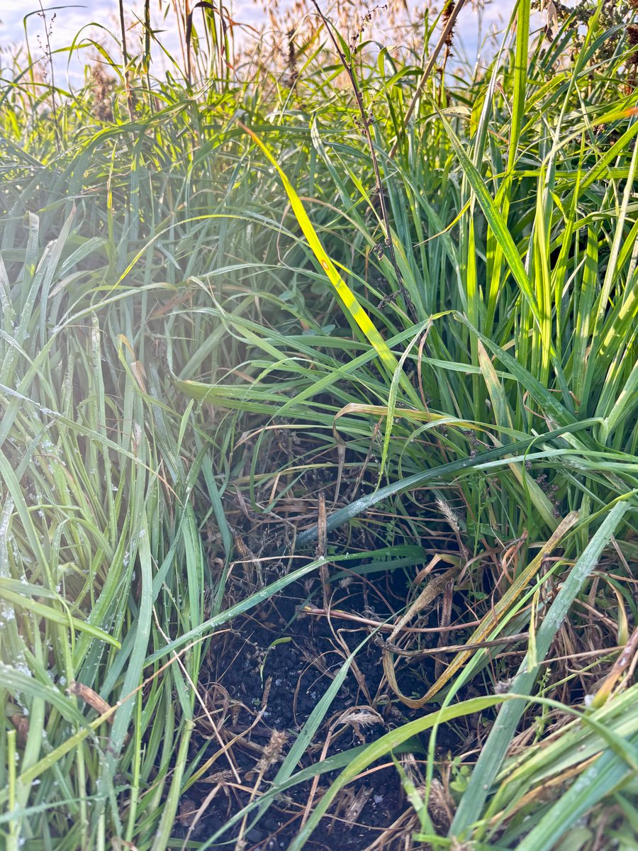 Lift the cover crop and we find a whole world of life beneath it!

The earth worms are thriving — and they’re busy brewing up their rich black gold to keep the soil happy and healthy.