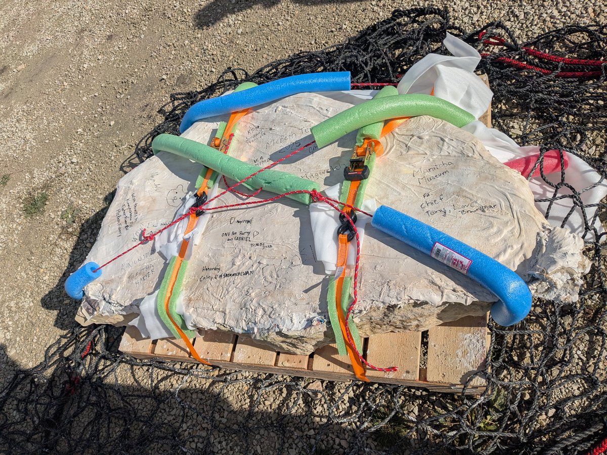 CambroJoe's tweet image. Recently returned from a challenging, but very satisfying field collecting trip along the shores of Lake Winnipeg. Came back with the largest specimen I've ever collected! Great things happening at the museum.
#FossilFriday #Ordovician #Paleozoic #ManitobaFossils