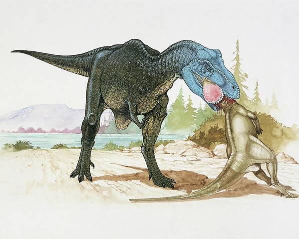 dinonostalgia's tweet photo. T. rex, the tyrant lizard king, the dinosaur that needs no introduction. 

This theropod lived in North America at the end of the Cretaceous. 

It was one of the last non-avian dinosaurs to ever walk the Earth and the biggest land predator ever discovered. https://t.co/cON3nNFWot