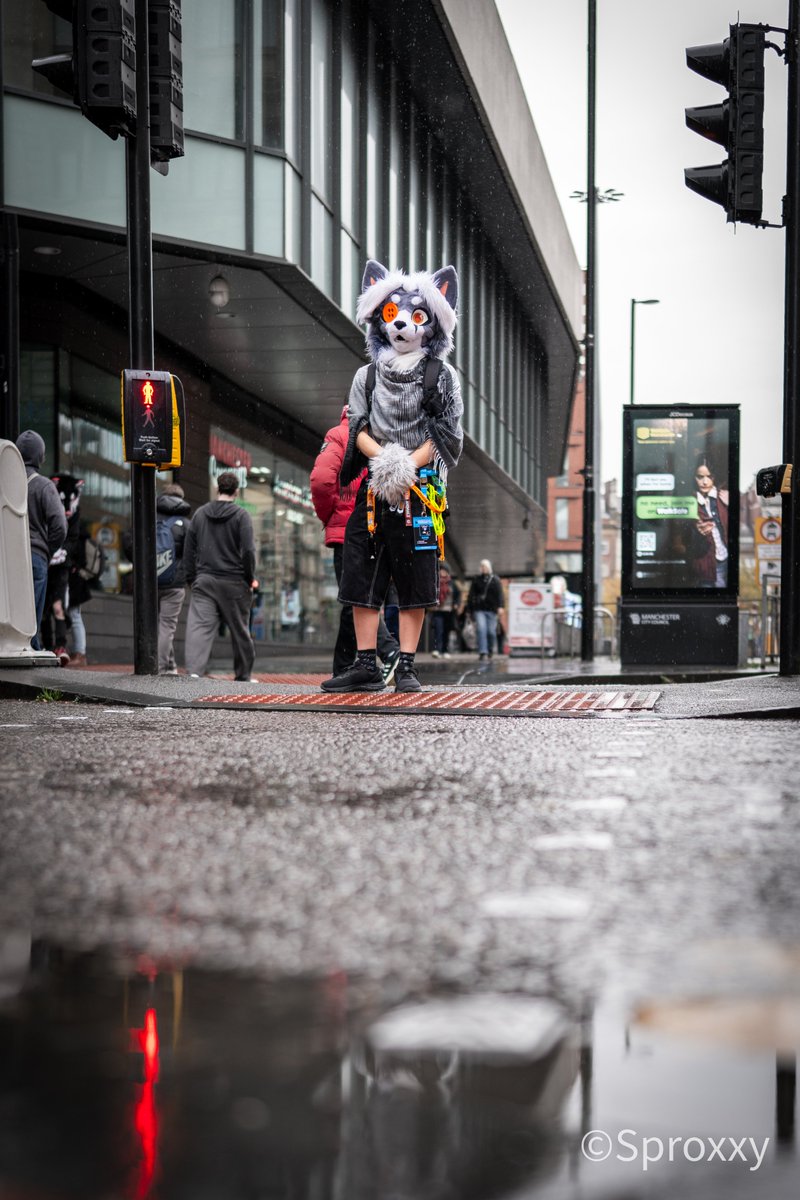 Am being a good deercat! Am waiting for the green man! ^w^

📸 <a href="/SproxxyHusky/">🏳️‍🌈🇩🇰Sproxxy Husky 🔜 NFC</a> 

#furry #fursuitfriday