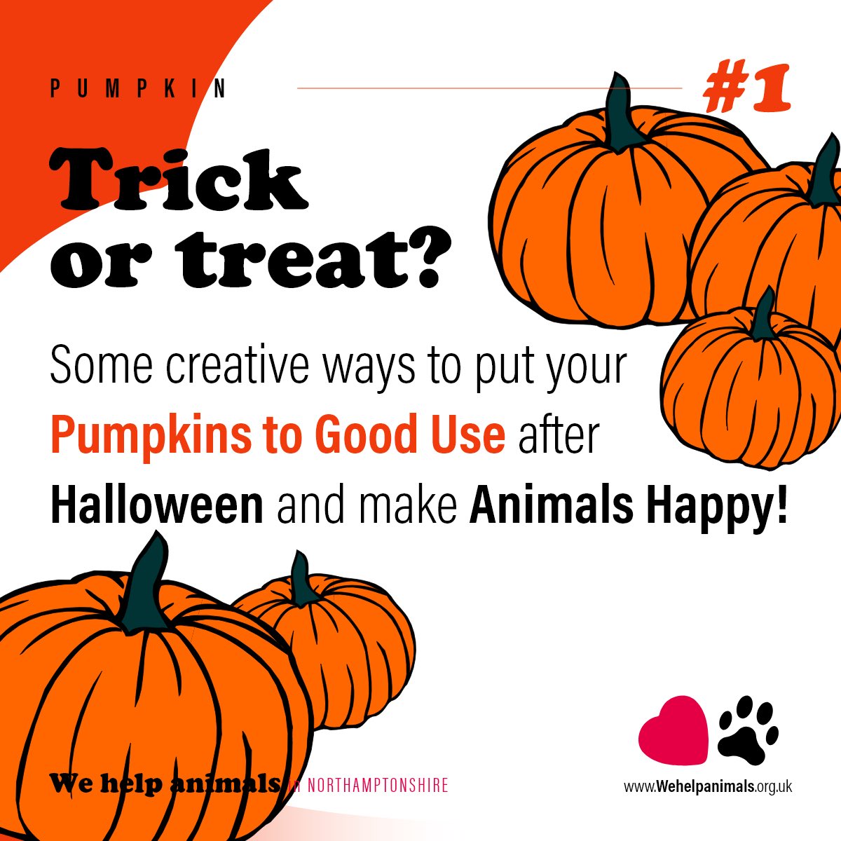 WeHelpAnimals1's tweet photo. 🎃 Give Your Pumpkin a Happy Ending! 🐾

Don't let your Halloween pumpkin go to waste! After the spooky celebrations are over, these festive gourds can be a delicious treat for local wildlife and rescued animals. 

Scroll through our tips in the attached infographics. 

Part 1! https://t.co/50RrpRCQDD