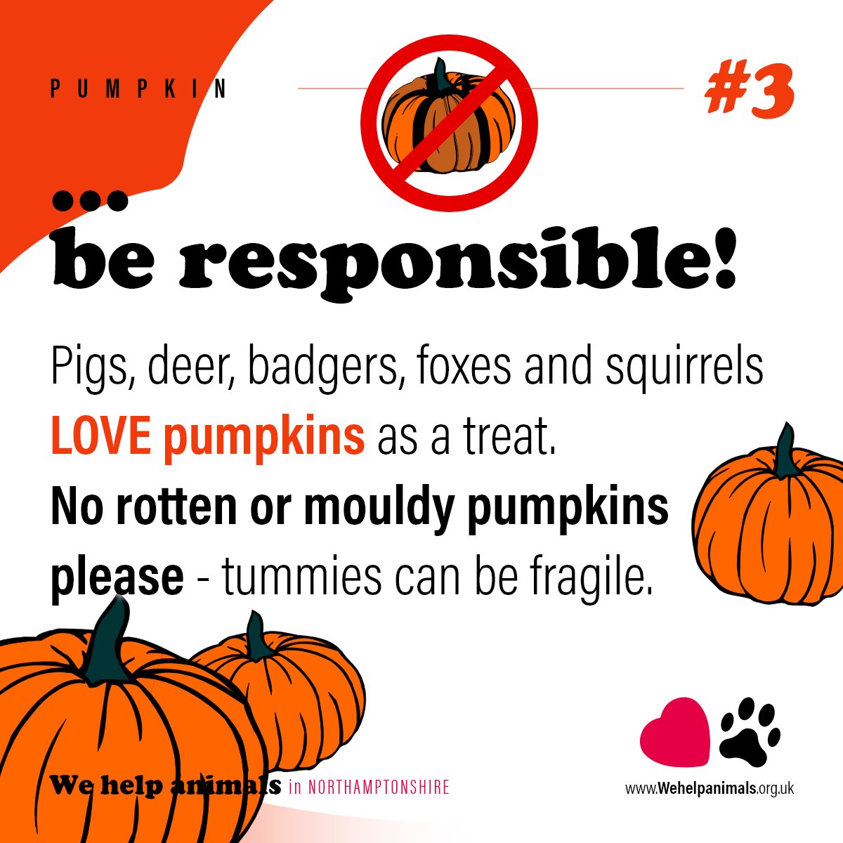 WeHelpAnimals1's tweet photo. 🎃 Give Your Pumpkin a Happy Ending! 🐾

Don't let your Halloween pumpkin go to waste! After the spooky celebrations are over, these festive gourds can be a delicious treat for local wildlife and rescued animals. 

Scroll through our tips in the attached infographics. 

Part 1! https://t.co/50RrpRCQDD
