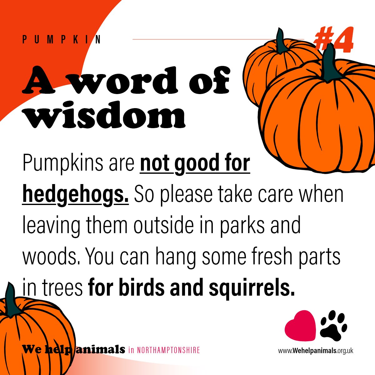 WeHelpAnimals1's tweet photo. 🎃 Give Your Pumpkin a Happy Ending! 🐾

Don't let your Halloween pumpkin go to waste! After the spooky celebrations are over, these festive gourds can be a delicious treat for local wildlife and rescued animals.

Part 2! https://t.co/IiYQeR6bm3