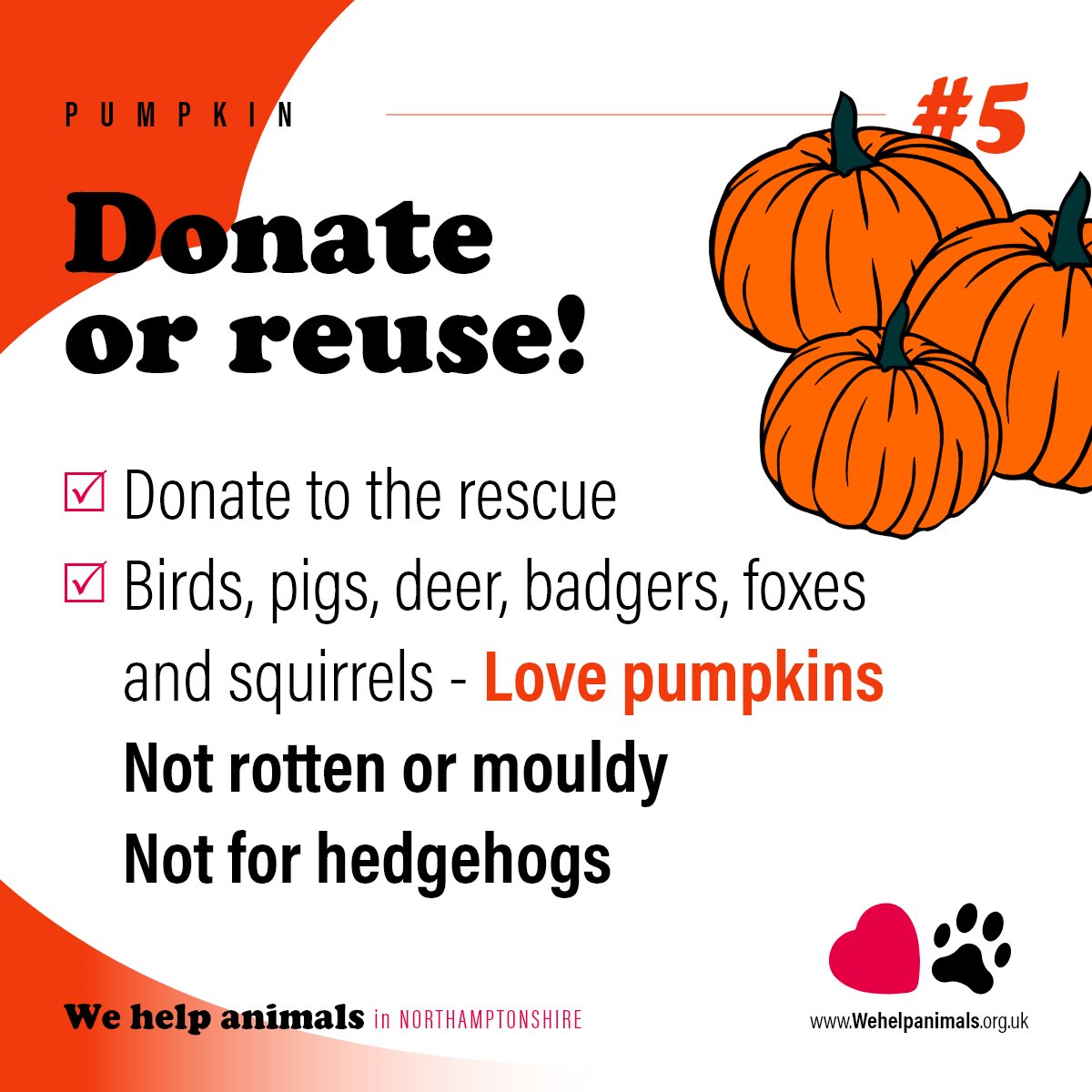 WeHelpAnimals1's tweet photo. 🎃 Give Your Pumpkin a Happy Ending! 🐾

Don't let your Halloween pumpkin go to waste! After the spooky celebrations are over, these festive gourds can be a delicious treat for local wildlife and rescued animals.

Part 2! https://t.co/IiYQeR6bm3