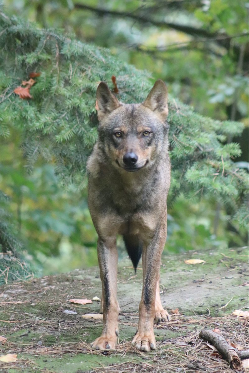 de PEYROLLE tweet media