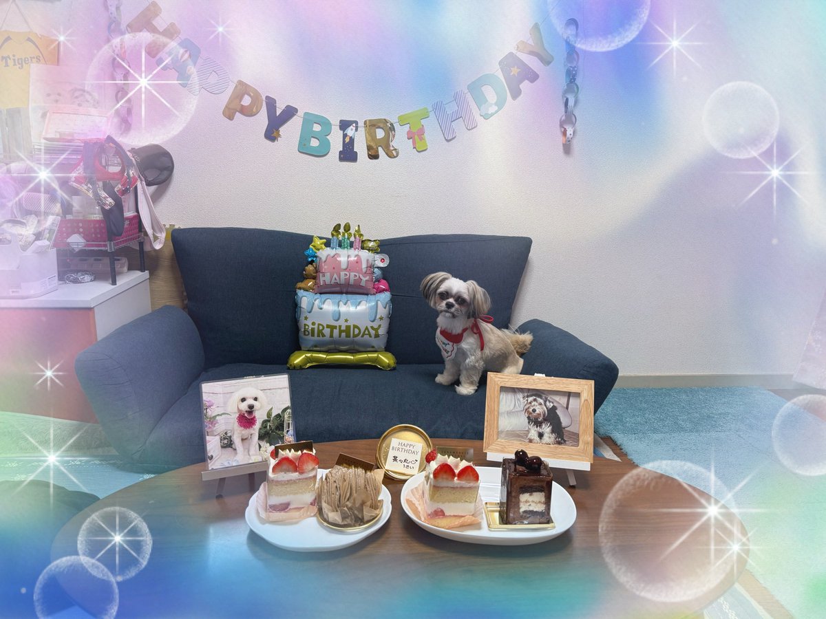 jdabc0211's tweet photo. 遅くなりましたが、昨日24日は茶々丸さんの1歳のお誕生日でした🎂
チョロ松とまる子も囲んでお祝いしましたよ😊
新たに買ったバースデーのスタイと王冠も着けた途端噛んでつけてくれず😞
このヤンチャぶりはいつになったら落ち着くのか😫
これからも元気に過ごしてくれますように https://t.co/7ZdMKAvA7a