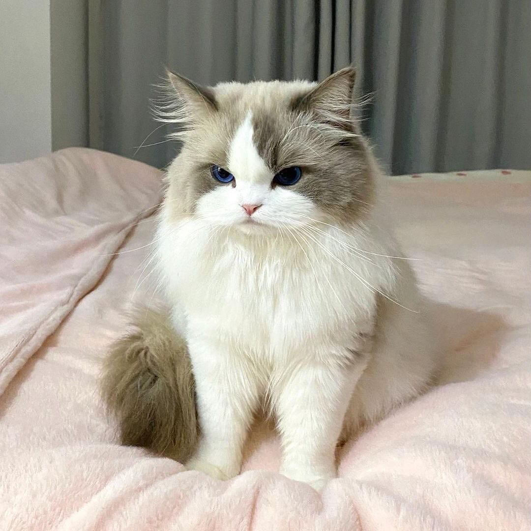 Wulfie  Viking Cat (@vonebowly) on Twitter photo 