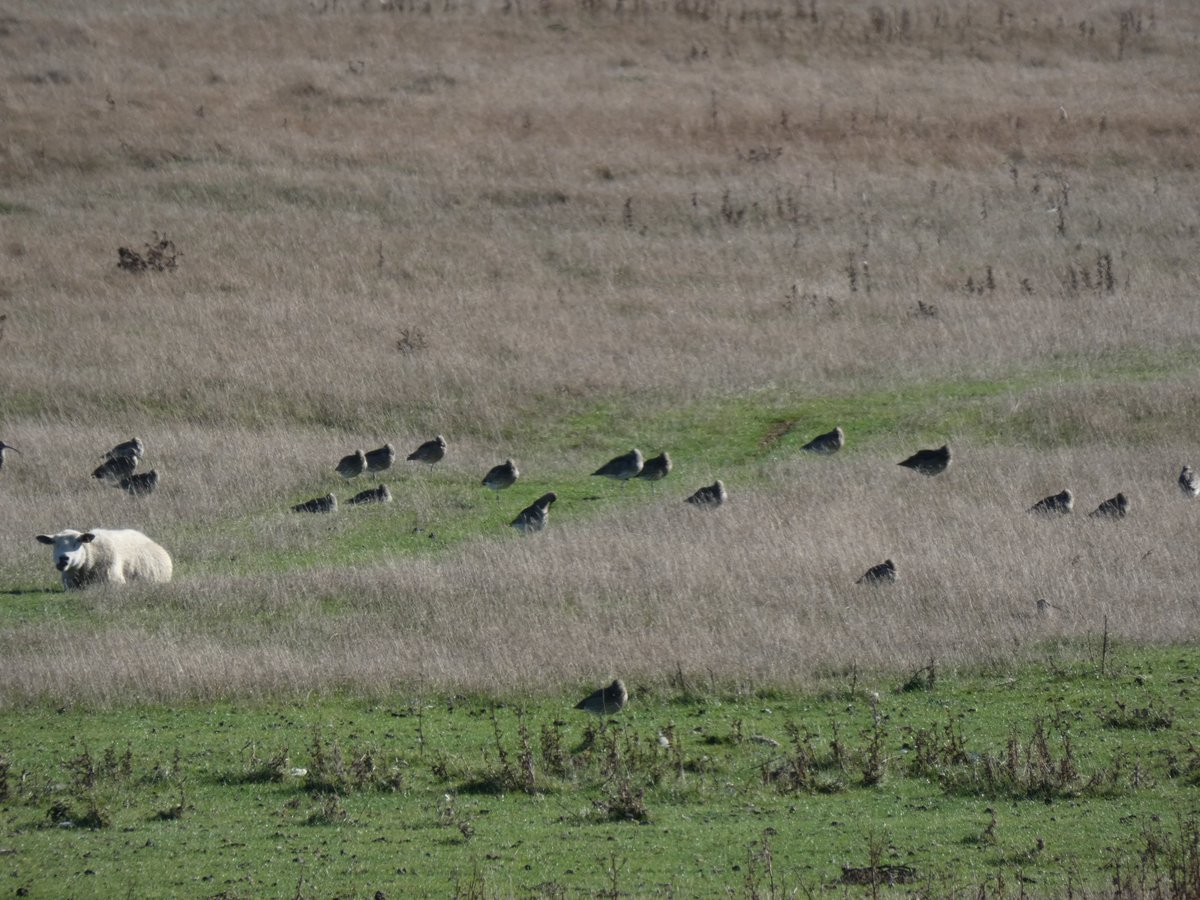 Birdwisenk's tweet photo. Thanks to everyone who joined us for a chilly but sunny walk at Seasalter today!
27 species recorded on our walk along the sea wall including an impressive number of Brent Geese and some snoozing Curlew with the sheep
More walks next week #greatcoastalbirdwatch #birdwise #gcbw https://t.co/t0iKY5EcBN