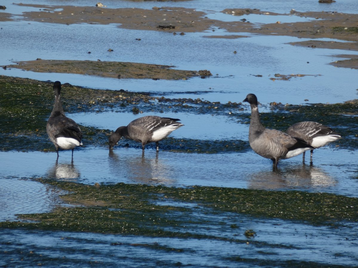 Birdwisenk's tweet photo. Thanks to everyone who joined us for a chilly but sunny walk at Seasalter today!
27 species recorded on our walk along the sea wall including an impressive number of Brent Geese and some snoozing Curlew with the sheep
More walks next week #greatcoastalbirdwatch #birdwise #gcbw https://t.co/t0iKY5EcBN
